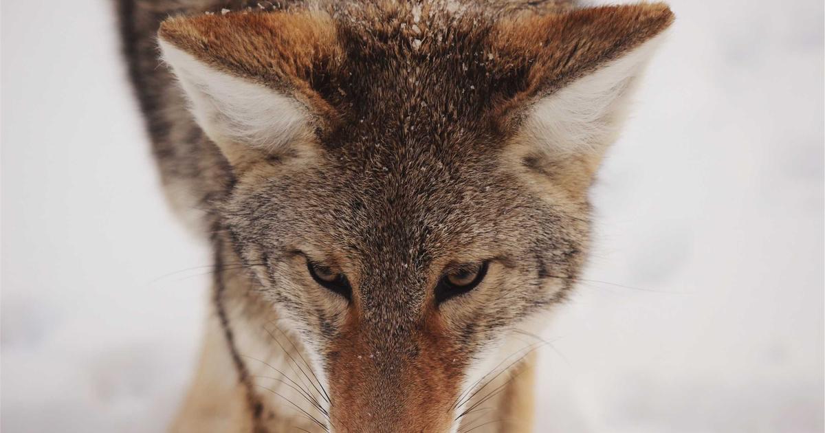 提升您的沟通效率：Windows 客户端 HelloWord 翻译与 Discord 翻译功能更新